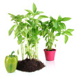 Pepper seedlings isolated on white