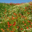 Foto: Blumenwiese im Sommer Blumenwiese im Sommer