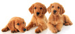 Golden retriever puppies