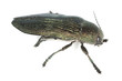 Buprestis rustica isolated on white background