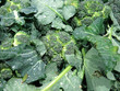 Cime di rapa