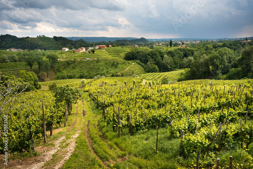 Photo: Vigneti di prosecco Vigneti di prosecco