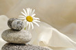 Margerite mit Steinen