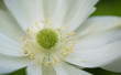 White flower
