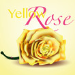 Card with Yellow Vector Rose on Background