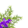 composition zen, orchidée sur galet et bambou