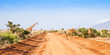 Photo: Free Giraffe in Kenya Free Giraffe in Kenya