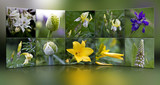Fr�hlingsblumen Collage