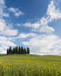 Photo: Famous Tuscan cypress trees Famous Tuscan cypress trees