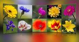 Fr�hlingsblumen