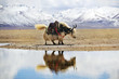 Yak