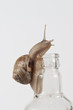 Garden Snail