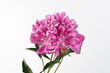 pink peony