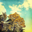 Nature-55