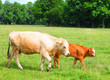 Grazing cattle on a rural pasture.