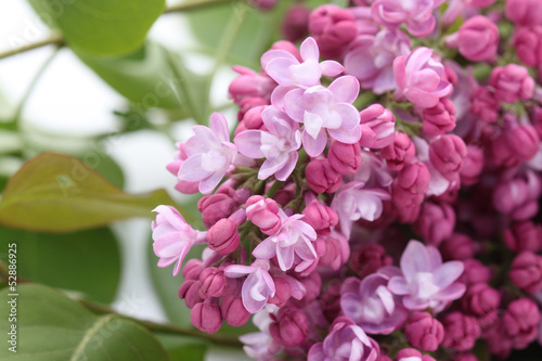 Photo: lilas lilas
