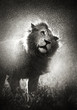 Photo: Lion shaking off water Lion shaking off water