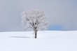 樹氷と雪景色