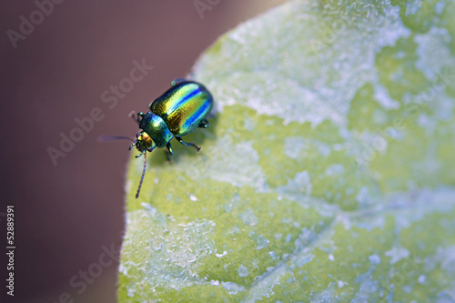Photo: Chrysolina fastuosa macro su foglia di melanzana Chrysolina fastuosa macro su foglia di melanzana