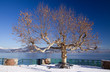 Plane tree on the Maggiore Lake, Arona, Italy