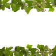 efeuranke hintergrund