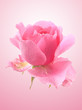Bud of a scarlet rose.