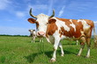 Cow on a summer pasture