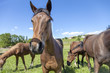 Horses in a horse stables color image