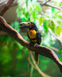 Collared Aracari Agarrado Pteroglossus torquatus toucan