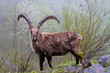 stambecco