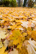 Gelbe Blätter im Herbst
