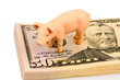 Schwein auf Dollar Banknoten