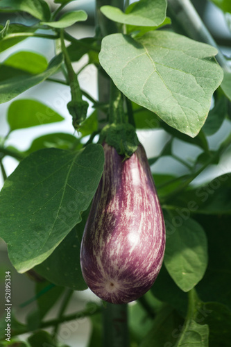 Photo: Eggplant Eggplant