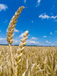 Gerste auf einem Feld