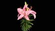 Blooming pink lily flower buds ALPHA matte (Lilium Samur), timel