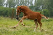 Fuchsfohlen im Galopp