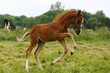 Ponyfohlen im Galopp