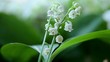 Flowers of  Lily of the Valley