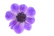Purple anemone flower isolated on white background