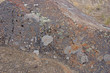 Details, brightly colored lichen on volcanic boulde