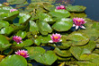 Wild red nymphaea in a natural pond