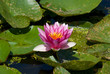Wild red nymphaea in a natural pond