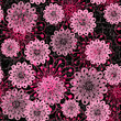 Vector: Dark seamless pattern with pink flowers Dark seamless pattern with pink flowers
