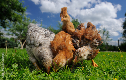 Photo: Baby Chickens Eating from the Ground Baby Chickens Eating from the Ground