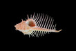 Sea shell