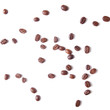 Photo: Coffee bean isolate Coffee bean isolate