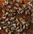 honey comb and a bee working