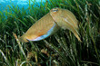 Foto: Cuttlefish underwater Cuttlefish underwater
