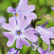 phlox 72