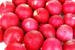 Small Garden Radish Close Up